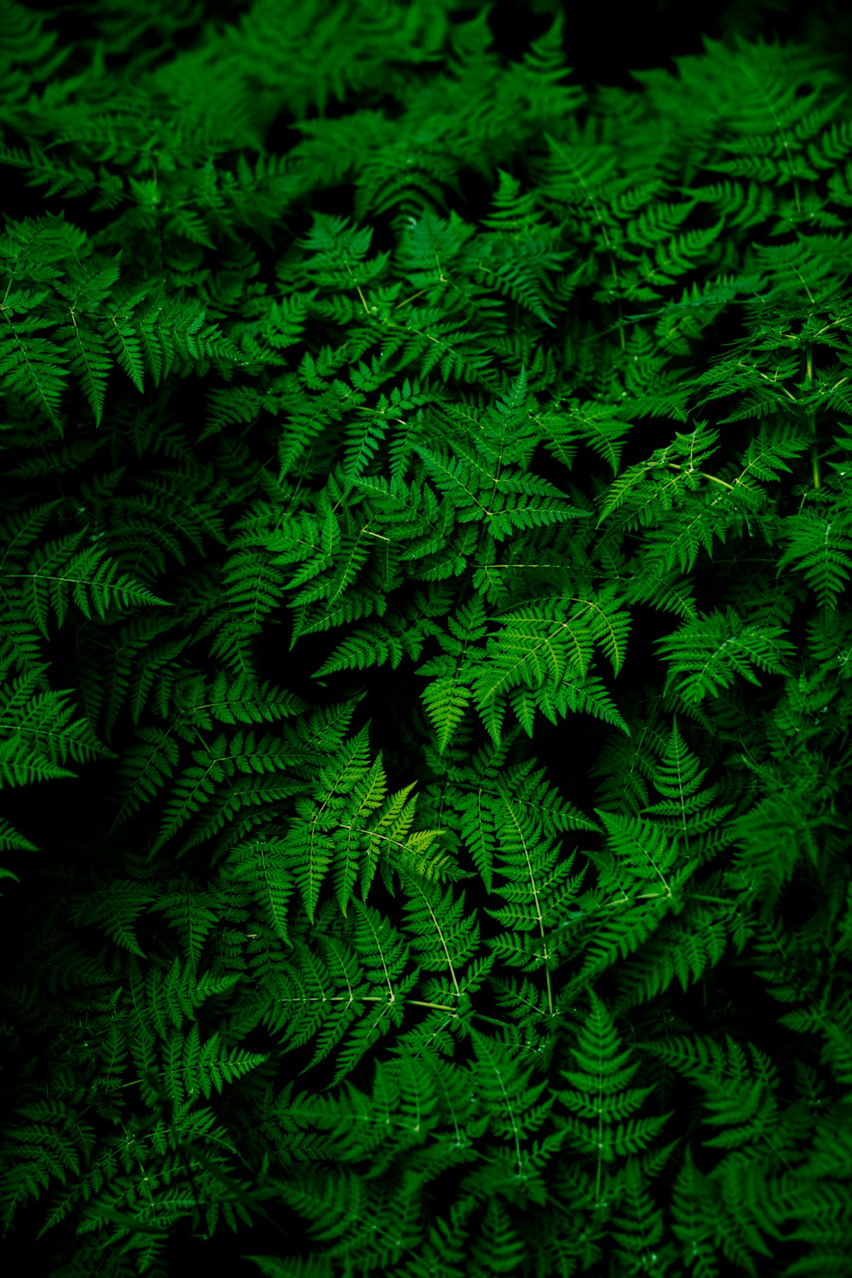 Green botanical leaves in soft daylight